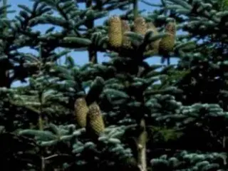 Klip selv nobilis pyntegran …