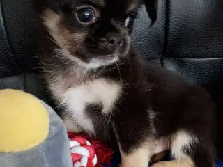 8 ugers små chihuahua blandinge