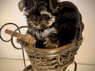 Yorkshire terrier, tæve hvalp 