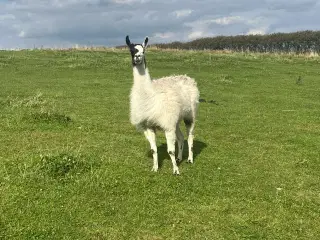 Sød lama