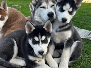 4 søde husky piger
