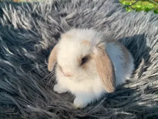 🩷Hun Mini lop baby vejer 398 g