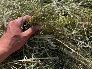 Hø i minibig 