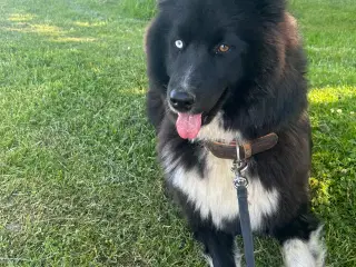 Verdens bedste Samojede/boardercollie