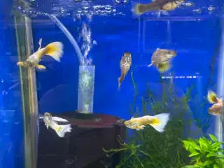 Metallic yellow guppy