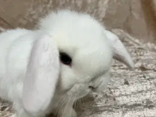 Mini lop