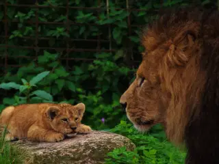 Plakat Løvefar med søn
