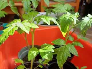 Tomatplanter 7 sorter, peberfrugtplanter og vinter