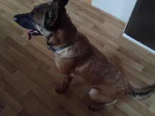 Belgisk hyrdehund 