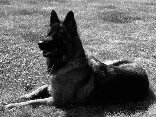 Søges til parring - langhåret Schæfer han 