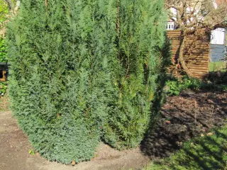 Thuja 