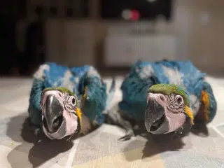 Papegøje