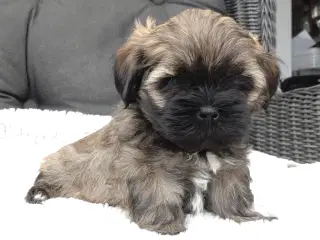 Lhasa apso med stamtavle 