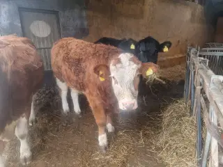 Tyrekalv simmentaler 