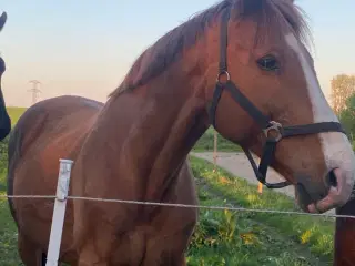 Chance hest med charme