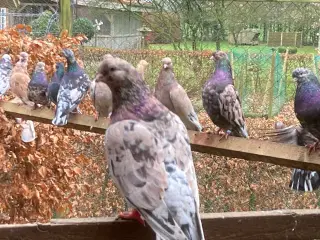 Til salg 30 portugiser duer