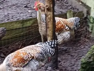 Bielefelder/Legbar/Grønlægger