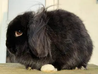 Mini lion lop, enkelt manket