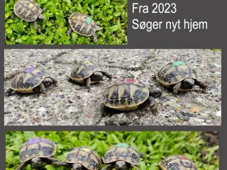 Skildpadde - Græske Landskildpaddeunger fra 2023