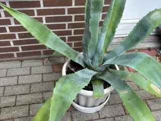 Afhentes gratis: Agave plante