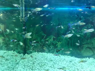 FLOTTE og SUNDE guppy