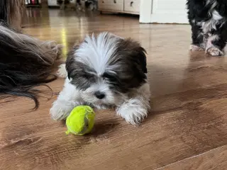 Lhasa Apso hvalpe 