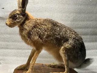 Udstoppet Hare på træskive