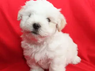 Coton De Tulear hvalpe ( Bomulds hvalpe)