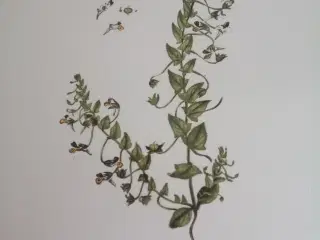 Flora Danica Ophæng - Bordskåner 