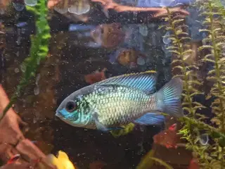 Electric blue acara 5-7 cm 1stk 22.10stk 190.20 st