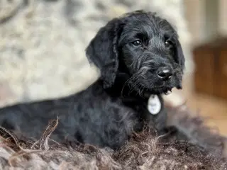 Rolige Labradoodle hvalpe af undersøgte forældre