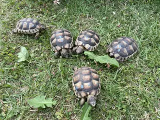 Skildpadde, Bredrandet landskildpadde