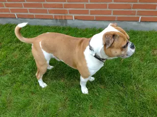 Socialiseret og børnevenlig Bulldog blanding