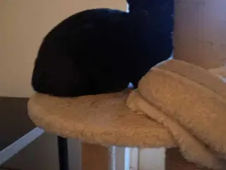 16 uger gammel killinger