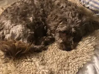 Hund - omplacering 