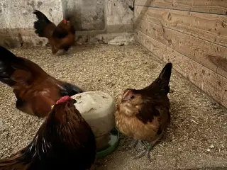 Kom med et bud - antwerpener