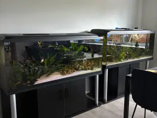 Akvarier på 450L