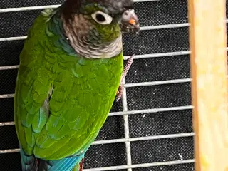 Conure, Papegøje 0,1