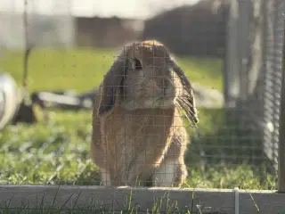 Sød og kælen dværgvædder