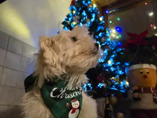 Malteser hvalpe søger nye hjem ❤️