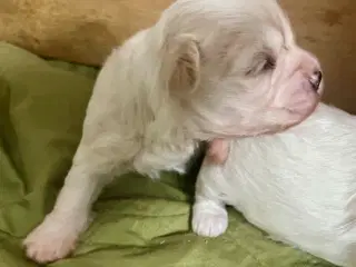 Blandingshvalpe Malteser / Shih Tzu