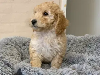 Mini Golden Doodle F1B babyer 