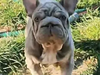 Fransk Velvet bulldog dreng.