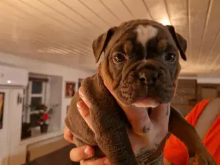 Old English Bulldog hundehvalpe 