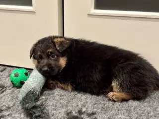 Schæferhvalpe med stamtavle