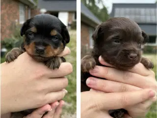 Hvalpe prazsky krysarik/tjekkisk rottehund og chih