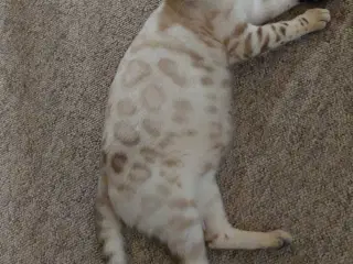 Voksen bengal 