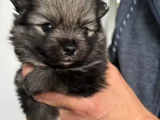 Pomeranianhvalpe