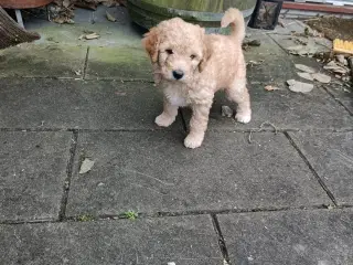 Skønne Doodle hvalpe søger skønne hjem 