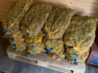 Kartofler i sække